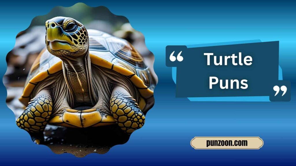 Clever Turtle Puns for Instagram