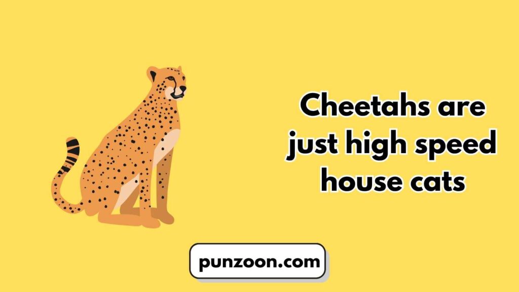 Short Funny Cheetah Puns 