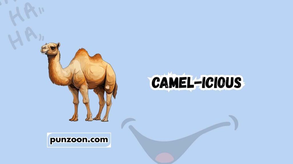 Short Funny Camel Puns