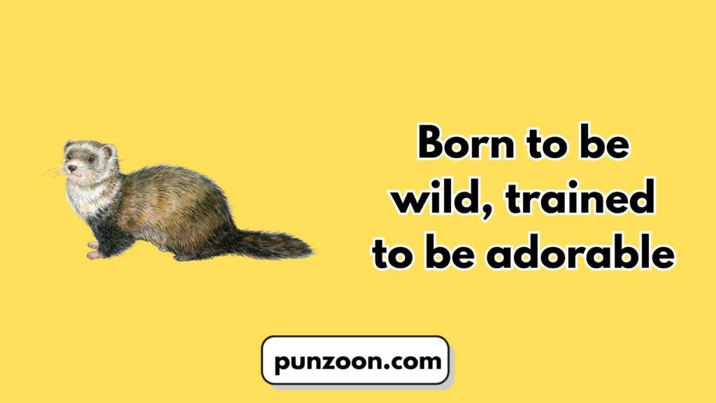 Ferret Puns