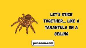 Tarantula Puns