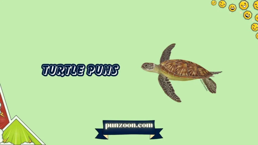 turtle puns